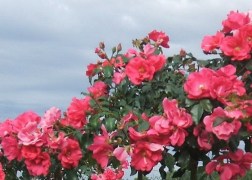 Magastörzsű rózsa / San Remo